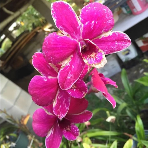 Meet your Posher, Ku’ulei - Picture 4 of 4